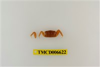 藏品(萬歲大眼蟹)的圖片